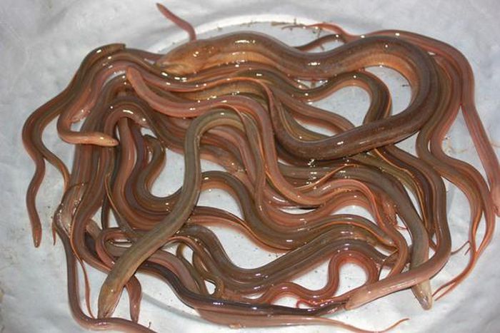 Mô hình nuôi lươn đúng sẽ hạn chế số lươn nuôi bị bệnh