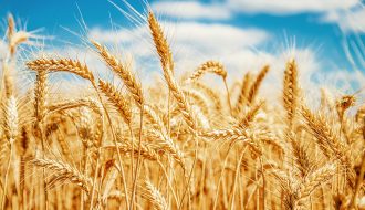 Mục tiêu xuất khẩu lúa mì dẫn đầu thị trường nông sản thế giới của Brazil