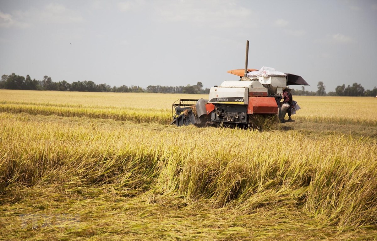 Xuất khẩu lúa mì Brazil giảm vì sản lượng trong nước thất thu