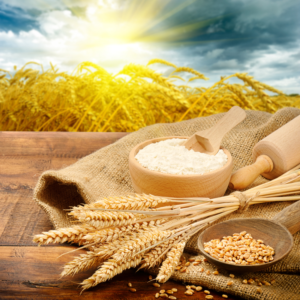 Xuất khẩu lúa mì Brazil sẽ đạt mức cao kỷ lục