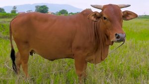 Ngăn chặn tình trạng trâu, bò bị vô sinh, chậm sinh sản