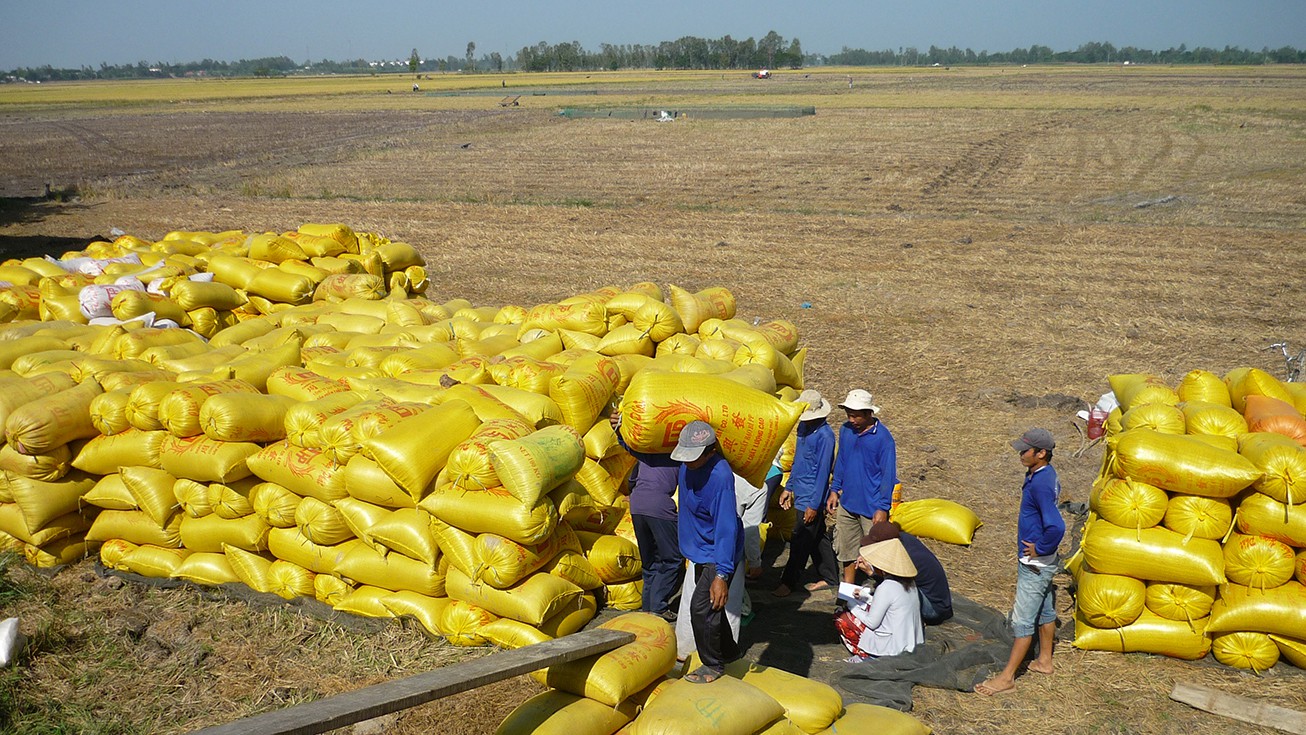 Doanh thu từ xuất khẩu gạo Campuchia tăng cao