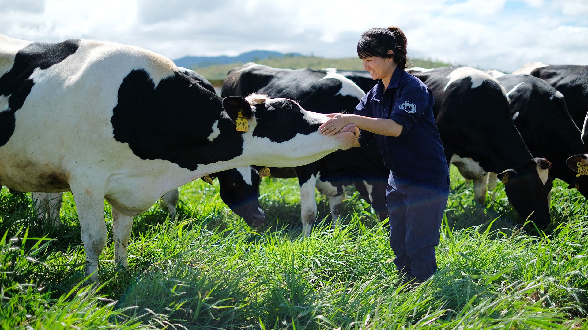 Nuôi dưỡng bò sữa đúng kỹ thuật là tạo điều kiện thuận lợi cho cơ quan tiêu hóa phát triển ổn định