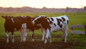 Những điểm mấu chốt cần biết trong chăn nuôi bò sữa