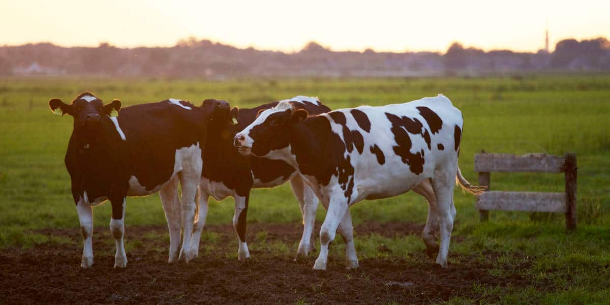 Những điểm mấu chốt cần biết trong chăn nuôi bò sữa
