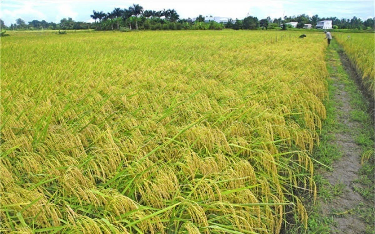Những giống lúa “cực phẩm” cho thị trường xuất khẩu gạo 1