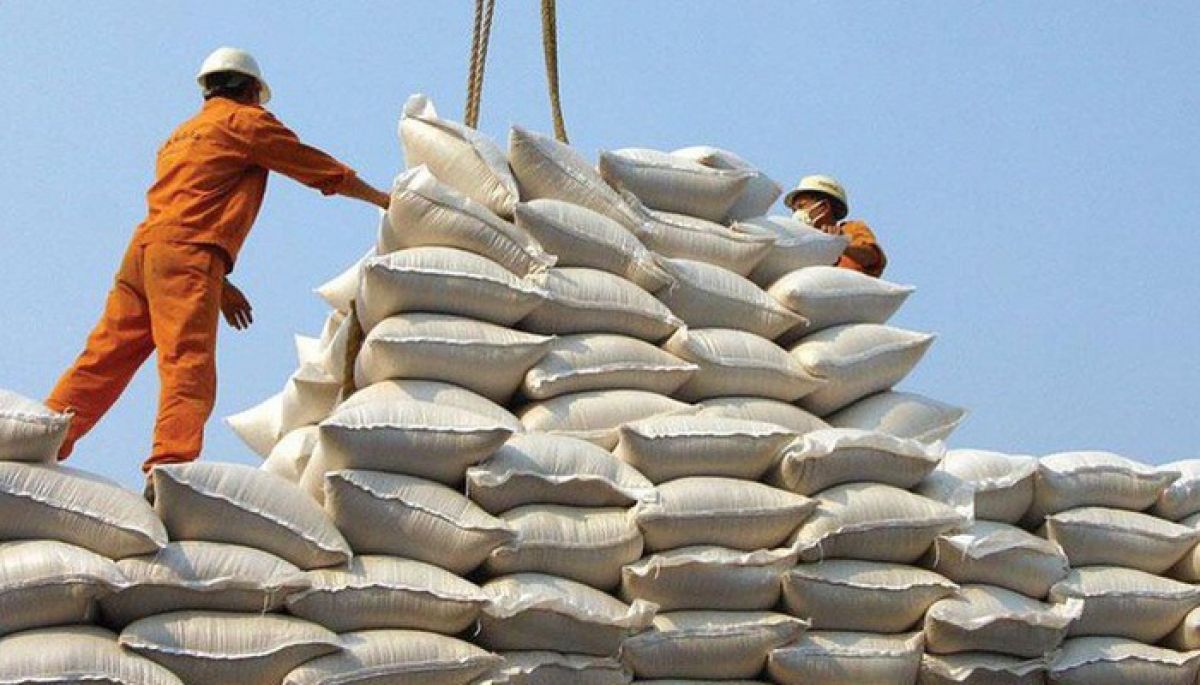 Những giống lúa “cực phẩm” cho thị trường xuất khẩu gạo
