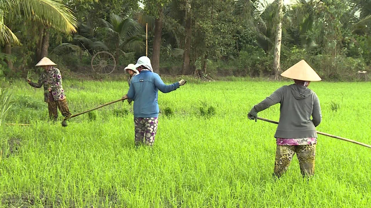 Những giống lúa “cực phẩm” cho thị trường xuất khẩu gạo 2