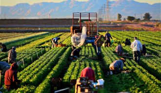 Nông dân tăng thu nhập nhờ vào việc sản xuất nông nghiệp hữu cơ