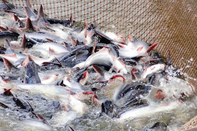 Những điều lưu ý khi nuôi cá bè đạt chất lượng cao