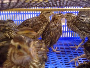 Kỹ thuật nuôi chim cút đẻ trứng đem lại hiệu quả kinh tế cao cho bà con nông dân