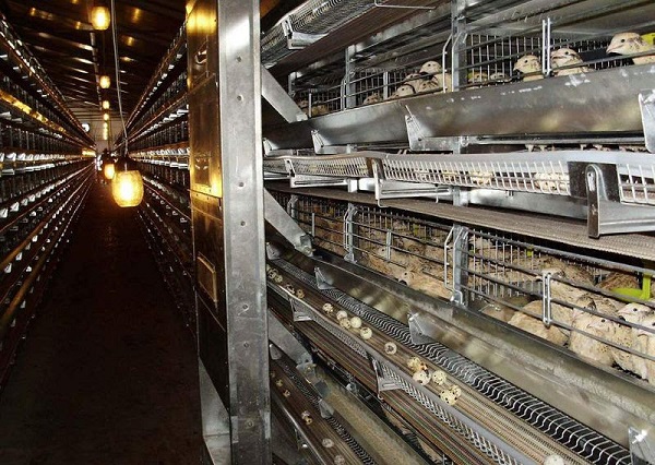 Mô hình nuôi chim cút đẻ trứng đem lại hiệu quả kinh tế cao cho bà con nông dân
