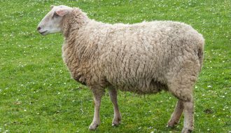 Nuôi cừu sao cho vừa lợi chi phí, vừa hiệu quả tốt?