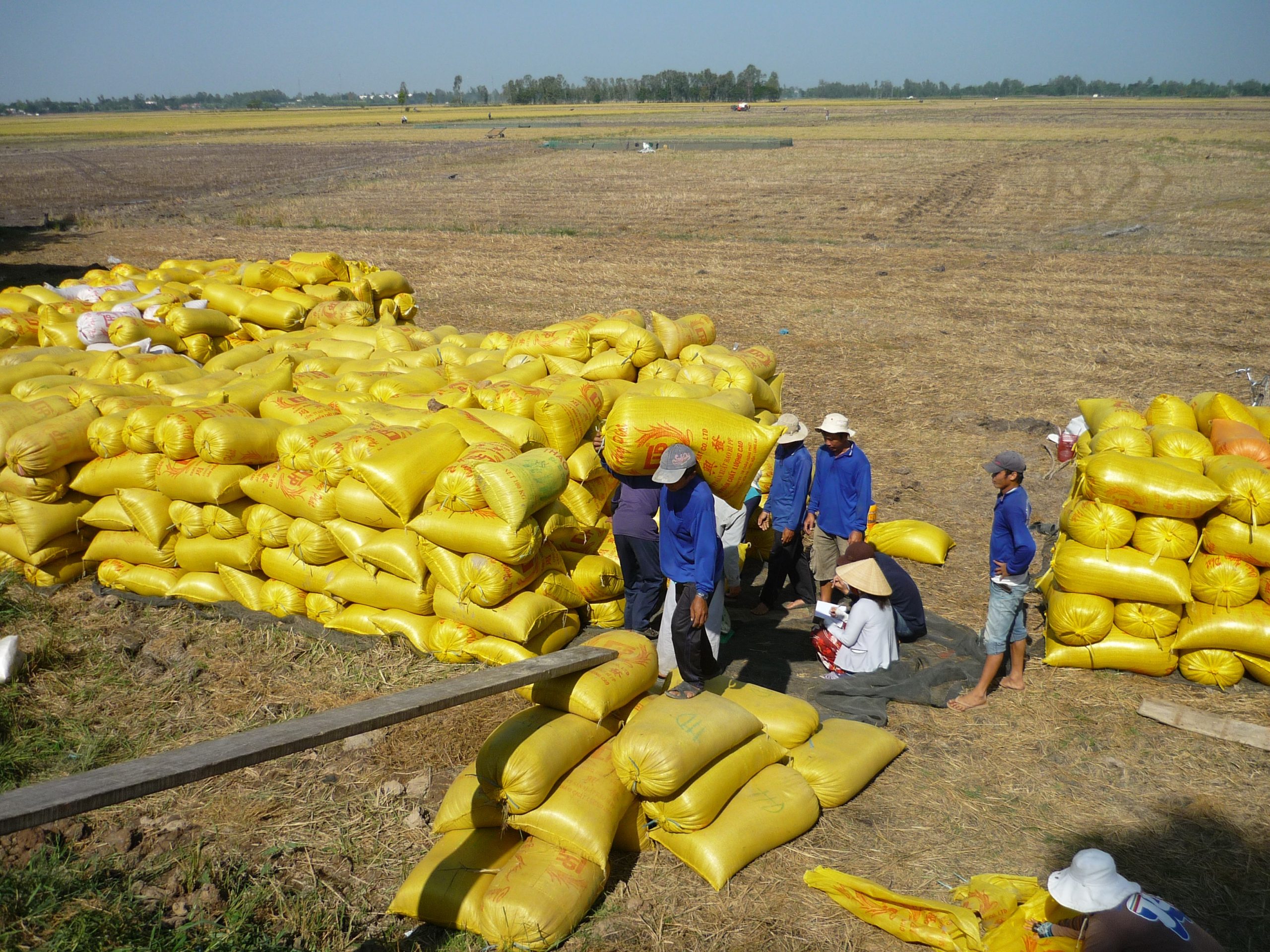 Philippines dự báo mức thị trường nhập khẩu gạo