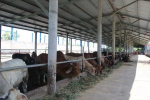 Kỹ thuật chăn nuôi bò nhốt chuồng theo mô hình đúng chuẩn cho bà con nông dân