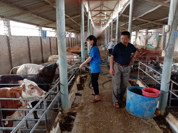 Kỹ thuật chăn nuôi bò nhốt chuồng theo mô hình đúng chuẩn cho bà con nông dân 