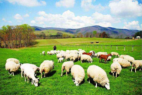 Cách nuôi cừu mẹ, cừu con đem đến hiệu quả cao như mong đợi