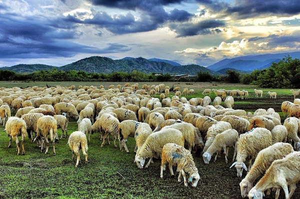 Kỹ thuật chăn nuôi cừu mẹ và cừu con đem lại hiệu quả cao