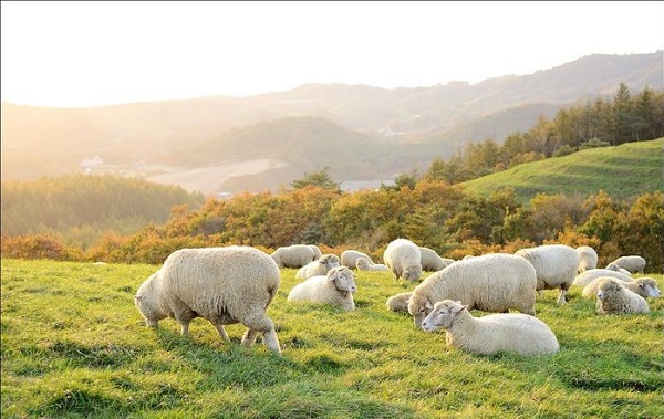 Kỹ thuật chăn nuôi cừu mẹ và cừu con đem lại hiệu quả cao
