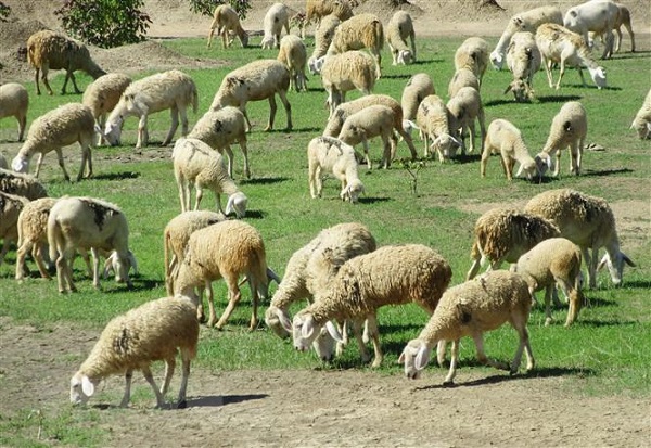 Cách nuôi cừu mẹ, cừu con đem đến hiệu quả cao như mong đợi