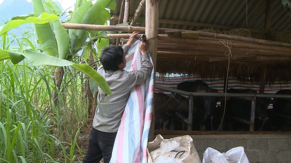 Phòng chống đói, rét trong sản xuất chăn nuôi vụ Đông – Xuân hiệu quả cho bà con nông dân
