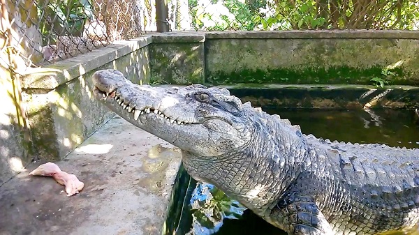 Kỹ thuật làm chuồng cá sấu đảm bảo an toàn cho người nuôi