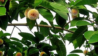 Phương pháp trồng cây Tỷ Phú cho gia đình phát tài suốt năm