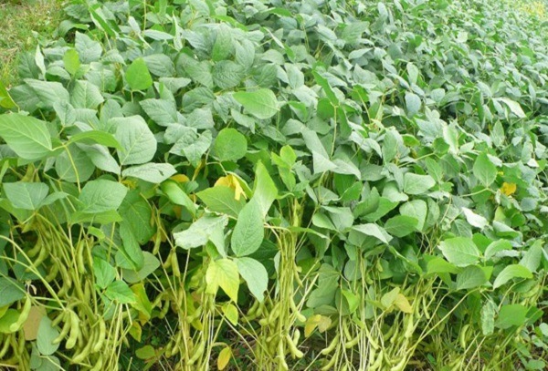 Ruộng đậu tương khi thu hoạch