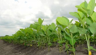 Phương pháp trồng và chăm sóc cây đậu tương
