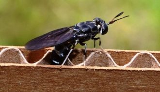 Ruồi lính đen – Loài côn trùng tiềm năng giúp bà con nông dân thoát nghèo