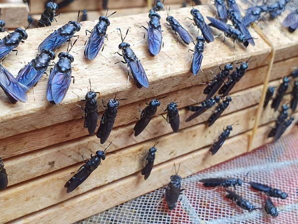 Ruồi lính đen – Loài côn trùng tiềm năng giúp bà con nông dân giàu lên