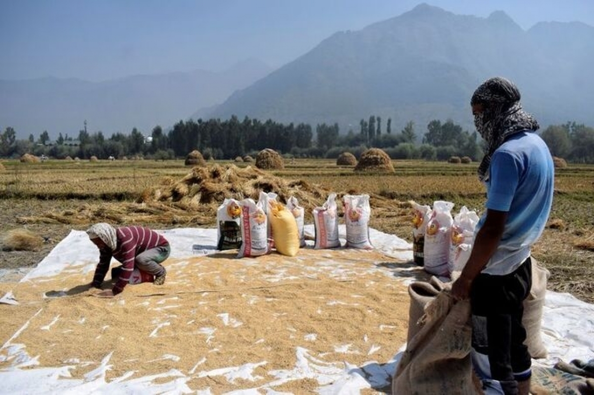 Tuyên bố không thiếu gạo, Việt Nam vẫn phải nhập khẩu gạo Ấn Độ