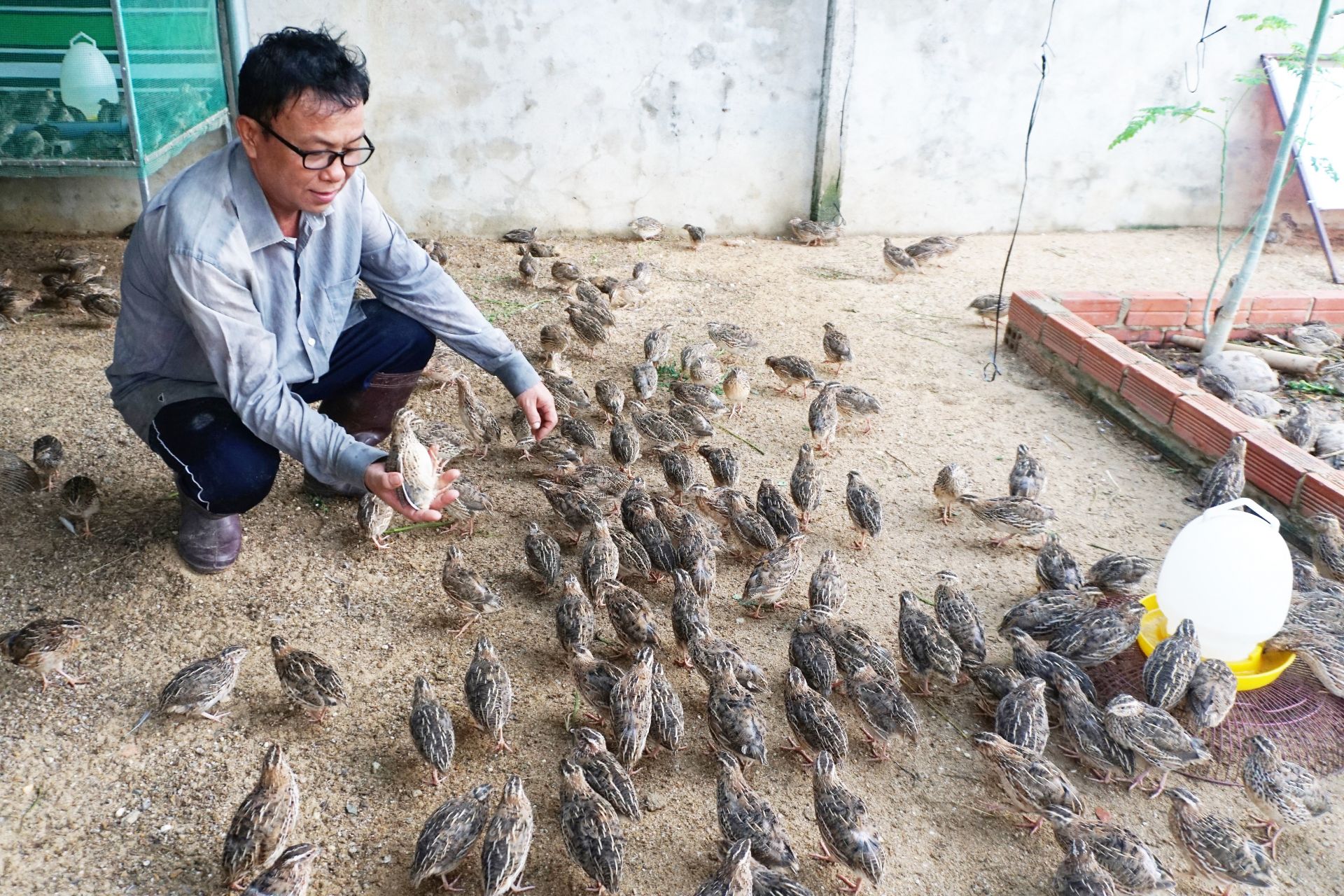Nuôi 14.000 con chim cút, 9x Đà Nẵng thu gần nửa tỉ mỗi năm