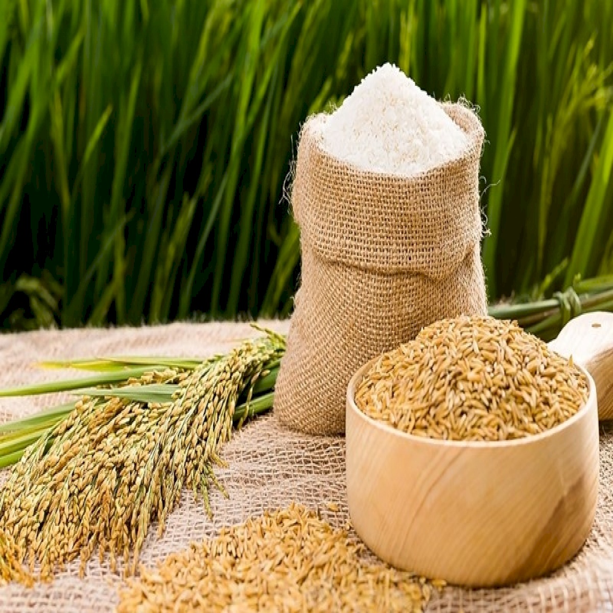 Kỳ tích gạo Việt sang thị trường Anh Quốc