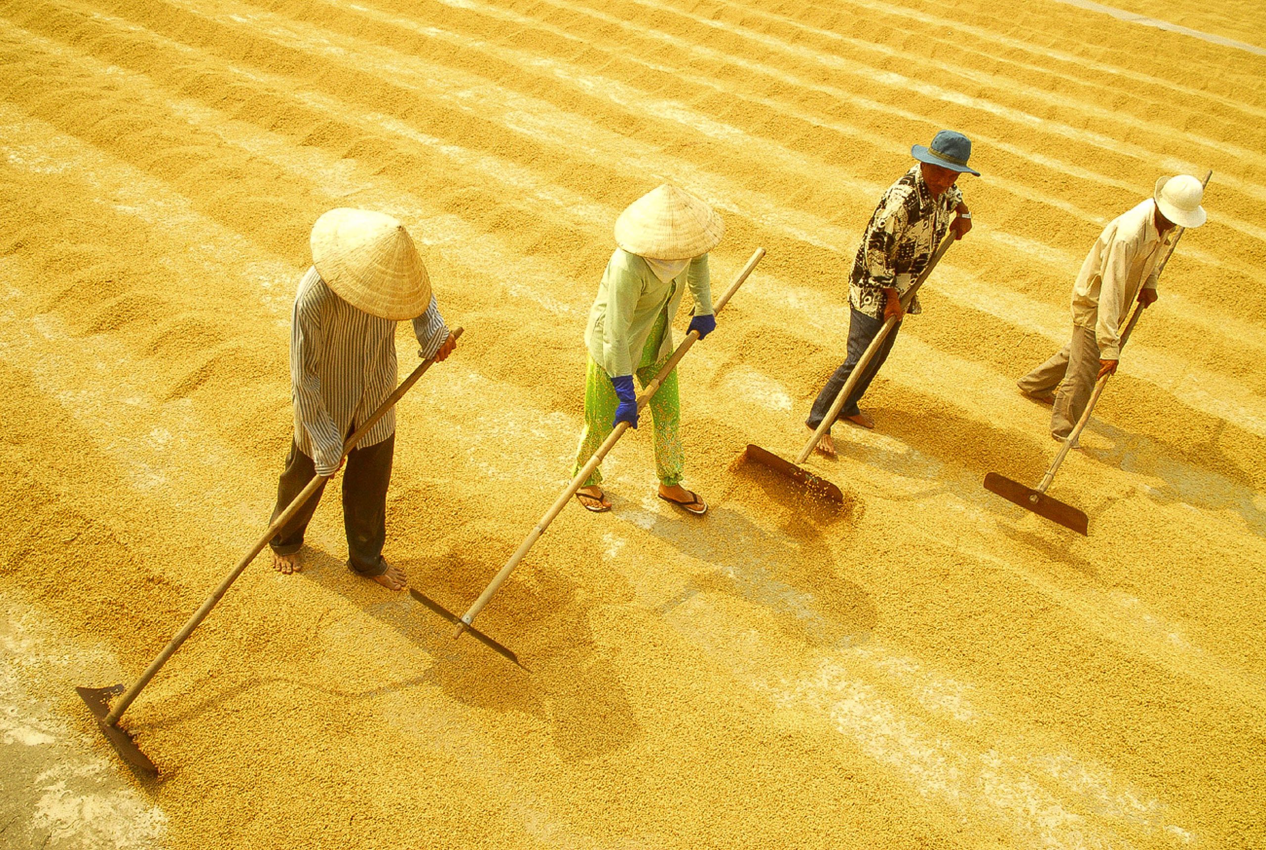 Thị trường xuất khẩu gạo Thái Lan đặt mục tiêu 6 triệu tấn gạo trong năm 2021