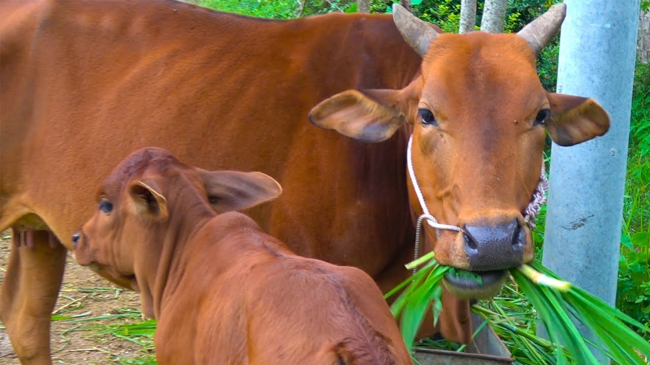 phương pháp trị bệnh tiêu chảy ở bò