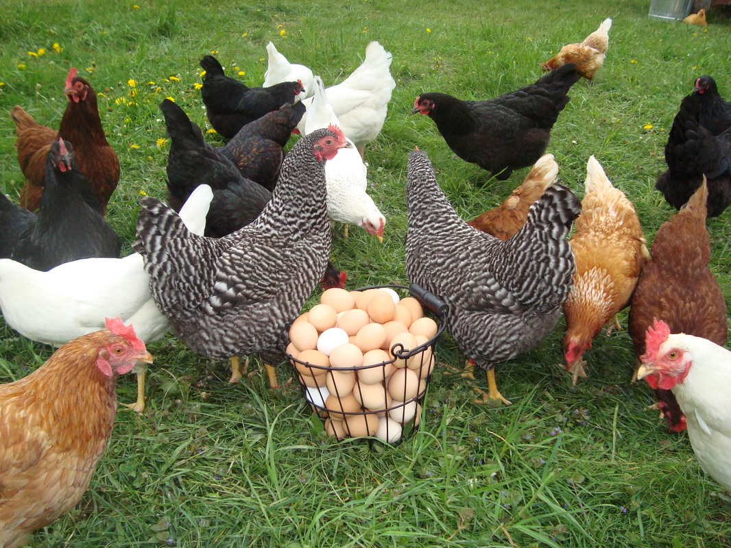 Nuôi gà siêu trứng chất lượng cao ngày càng được tin dùng
