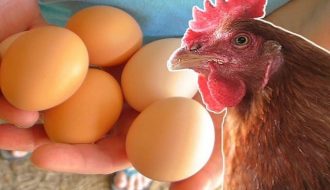 Tìm hiểu kỹ thuật nuôi gà siêu trứng chất lượng cao
