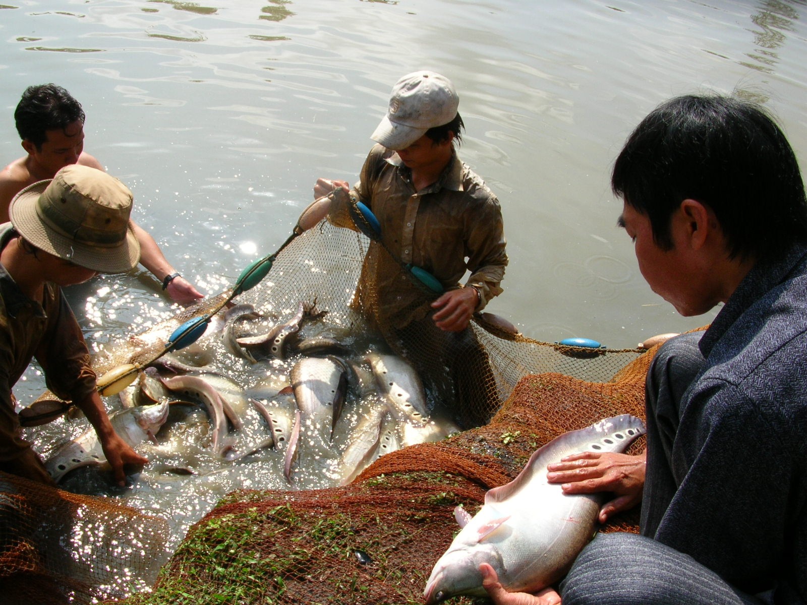 Phương pháp nuôi ghép cá thát lát và cá sặc rằn