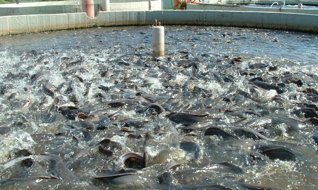 Tìm hiểu xem mùa lạnh cá dễ mắc các bệnh nào?
