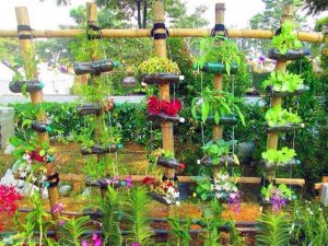 vườn rau từ chai nhựa