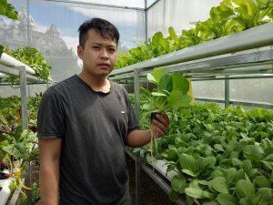 trồng rau thủy canh tại nhà kiếm tiền