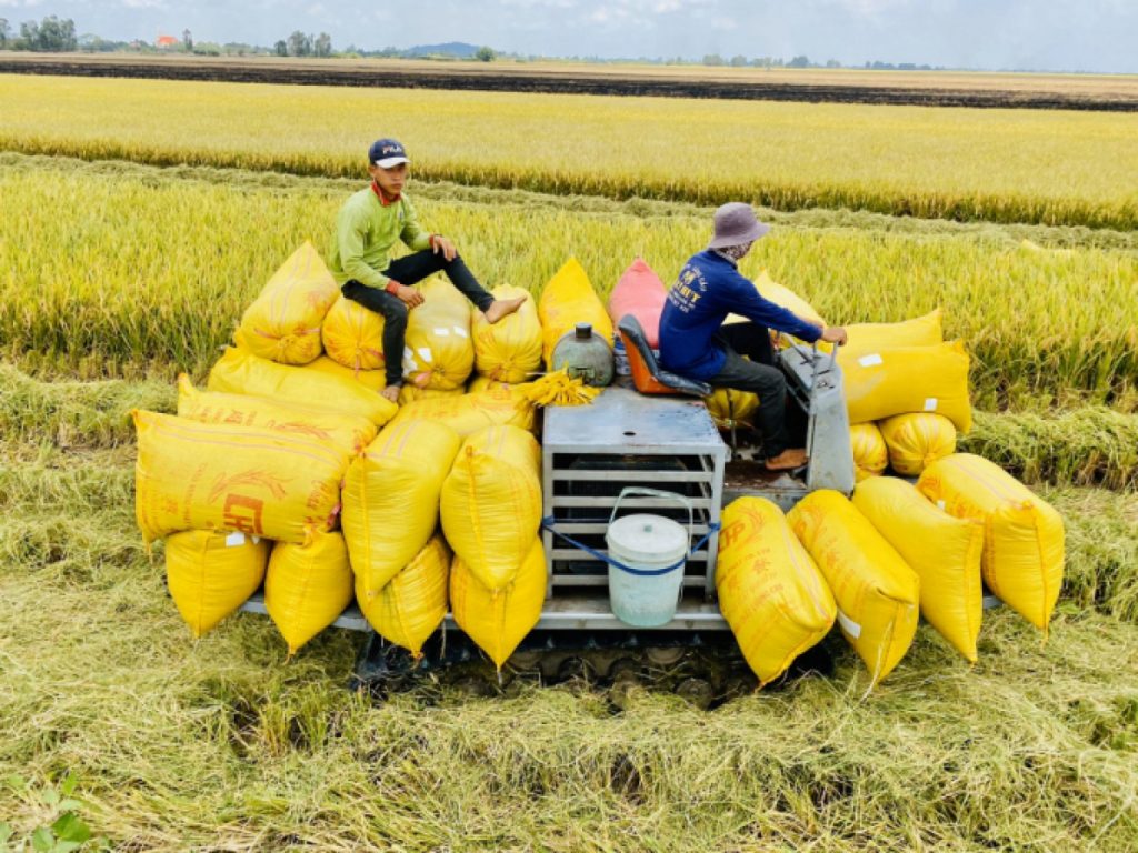 Giá gạo Thái Lan xuất khẩu vẫn vượt Việt Nam