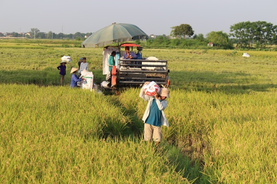 Giá gạo của Việt Nam tăng cao bằng giá gạo Thái Lan